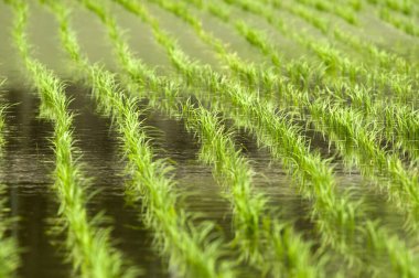 Su yansıtmalı yeşil pirinç tarlası