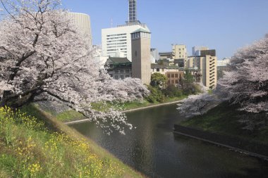 Chiyoda, Tokyo, Japonya 'daki Kitanomaru Park' ının güzel manzarası.