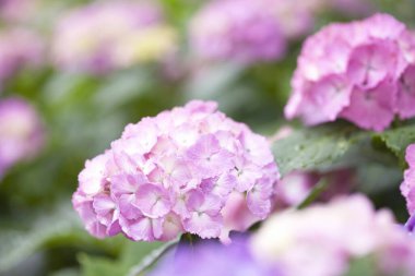 Renkli çiçeklerin arkaplan resmi, arka plan doğası