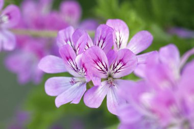 Bahçedeki güzel mor çiçekler