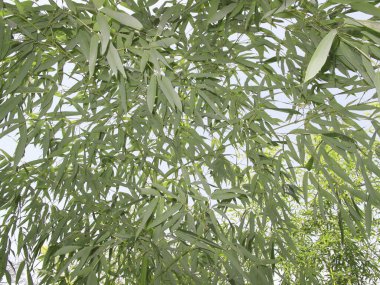 Mavi arka planı olan bambu ağacı