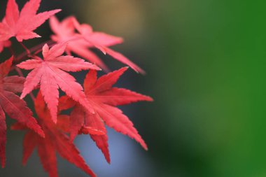 Kırmızı sonbahar yaprakları, sonbahar çiçekleri, Japon akçaağacı yakın görüş.