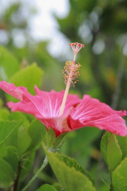 Bahçedeki güzel amber çiçeği 