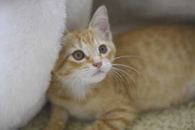 Kedi arka planda yatar, kapat.