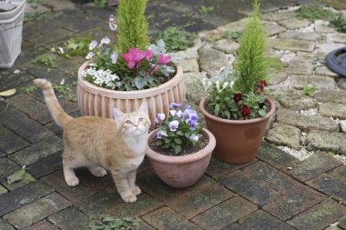 Bahçede güzel kırmızı kedi