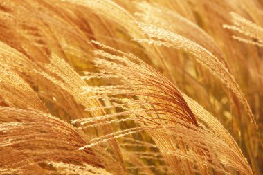 Güzel kuru altın çimenler güneş ışığında tarlada