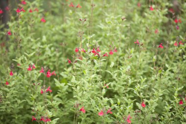 Çalılıklarda kırmızı çiçekler