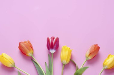 Pembe arka planda güzel lalelerin manzarası    