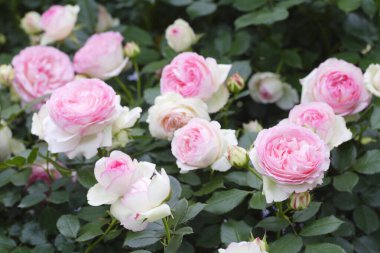 Bahçedeki güzel pembe güllerin yakın görüntüsü