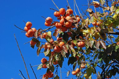  Olgun hurma ağaçları ve mavi gökyüzü
