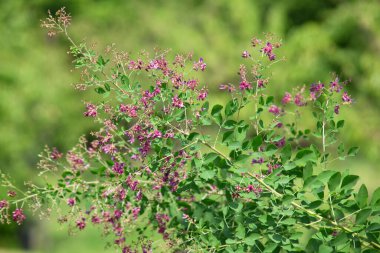 güzel mor çiçekler bahçede çiçek açan görünümünü kapat               