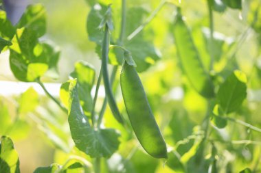 Güneş ışığında yeşil yapraklı ağaç dalına yakın çekim 