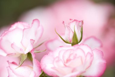 Bahçedeki güzel pembe güllerin yakın görüntüsü