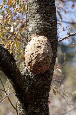 Ağaçtaki kuş yuvasına yakın çekim.