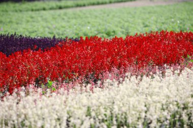 Bahçedeki çayırda güzel renkli çiçekler