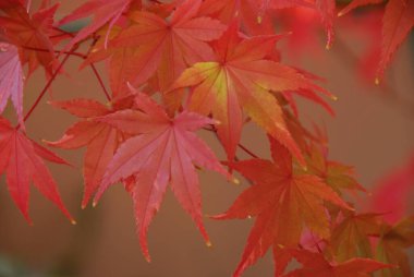 Sonbahar yaprakları, sonbahar bitkileri      