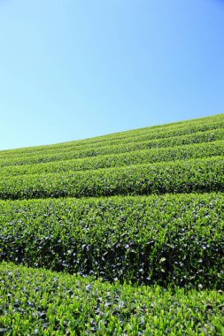 Güneşli bir günde yeşil çay tarlası 