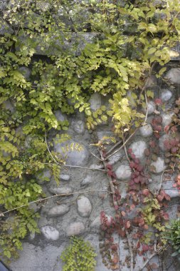 Yaz parkında yeşil ağaçlar. Çiçek arka planı 