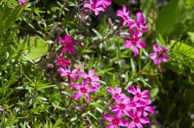 Yeşil yaprak arka planında güzel pembe ve beyaz orkide çiçekleri