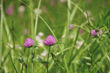 Yonca çiçekleri tarlada