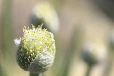 Doğadaki güzel çiçeklerin makro çekimi.