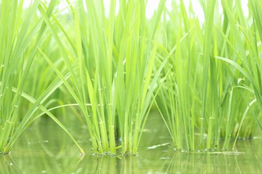 çeltik tarlasında yeşil pirinç 