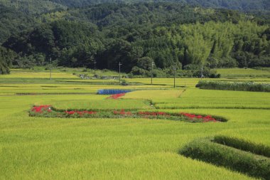 Japonya 'nın kırsalında pirinç tarlası 