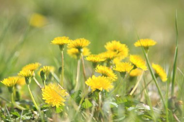 Çayırdaki güzel sarı karahindiba çiçekleri