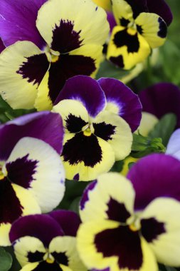 Güzel çiçekler, çiçek konsepti