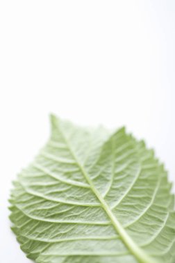 Beyaz arkaplanda taze yeşil yaprağın yakın plan görüntüsü          