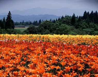 Arkasında dağlar olan bir portakal çiçeği tarlası.