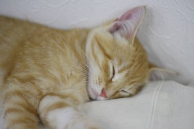 Evde uyuyan sevimli kırmızı kedi, portreyi kapat. 