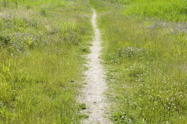 Yeşil çayırda güzel bir patika      