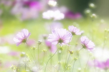 Bahçede açan güzel kozmos çiçeklerinin yakın görüntüsü. 