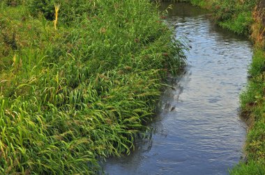 Ormanda nehir ve yeşil çimenler 