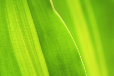 Tropik palmiye yaprağının yeşil yaprağı, doğal arkaplan dokusu