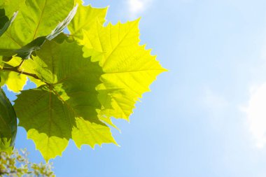 Arka plandaki bir ağaçta sonbahar yaprakları