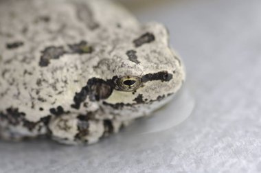 a closeup view of a white frog clipart