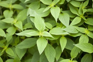 bitki arka plan yeşil yaprak