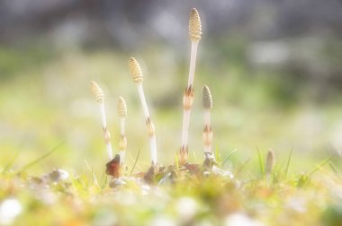 Ormanda güzel çiçekler, Flora