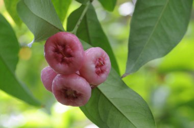 Bahçedeki pembe çiçekler