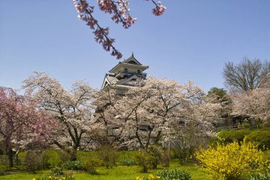 Japonya 'da kiraz çiçekleri, sakura