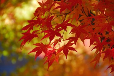 Ormanda sonbahar yaprakları