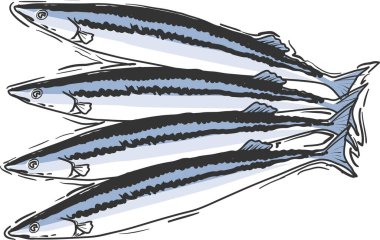 Uskumru balığının çizim çizimi