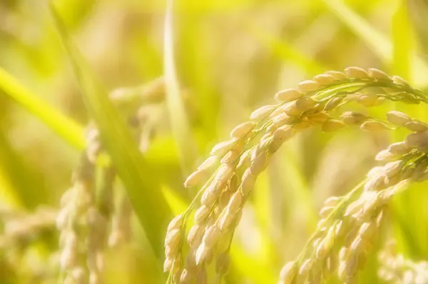 Reisfeld Und Grüne Reispflanze — Stockfoto