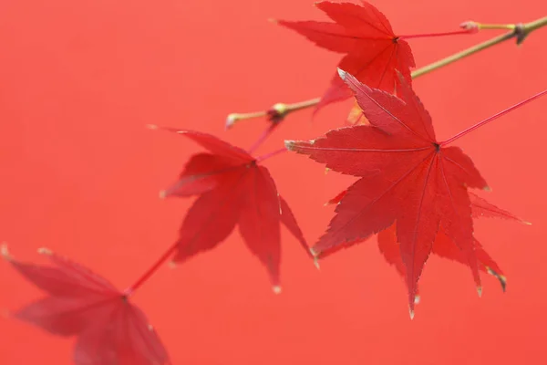 red maple leaves on red background