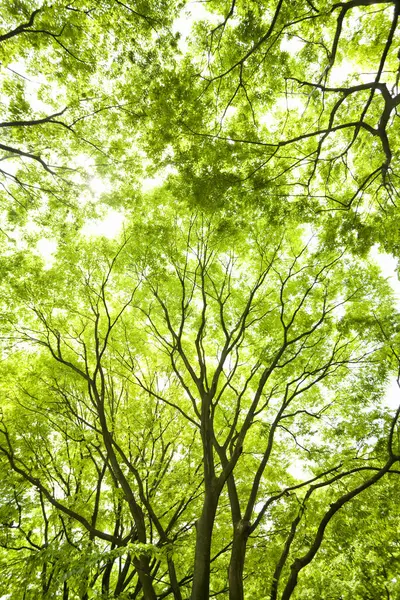 Красивые Зеленые Листья Лесу Флора — стоковое фото