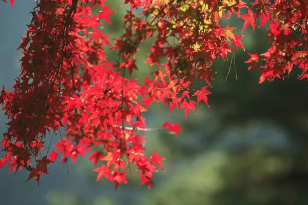 Kırmızı Akçaağaç Ağaç Sonbahar Sezonu — Stok fotoğraf