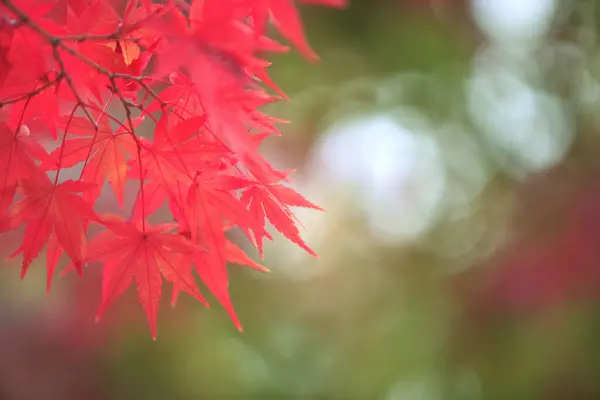 Червоне Осіннє Листя Флора Осіннього Сезону Японське Кленове Дерево Крупним — стокове фото