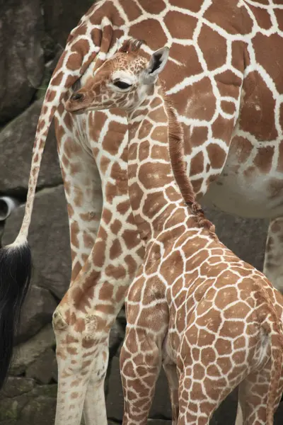 Vista Ravvicinata Belle Giraffe Nello Zoo — Foto Stock